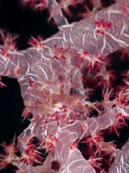 'Coral crab' from PNG. Taken with Olympus E-20 in Titan h... by Istvan Juhasz 